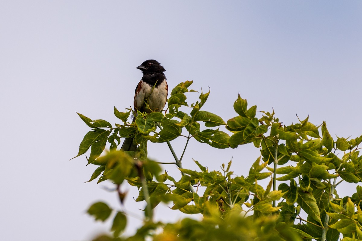 pipilo rudooký - ML602196501