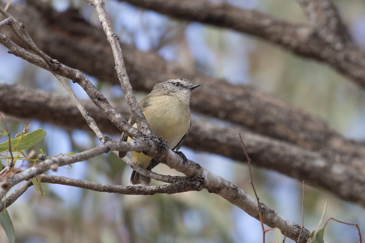 Yellow-rumped Thornbill - ML602196541