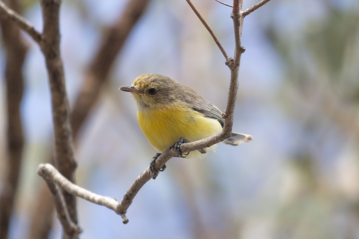 White-throated Gerygone - ML602196591