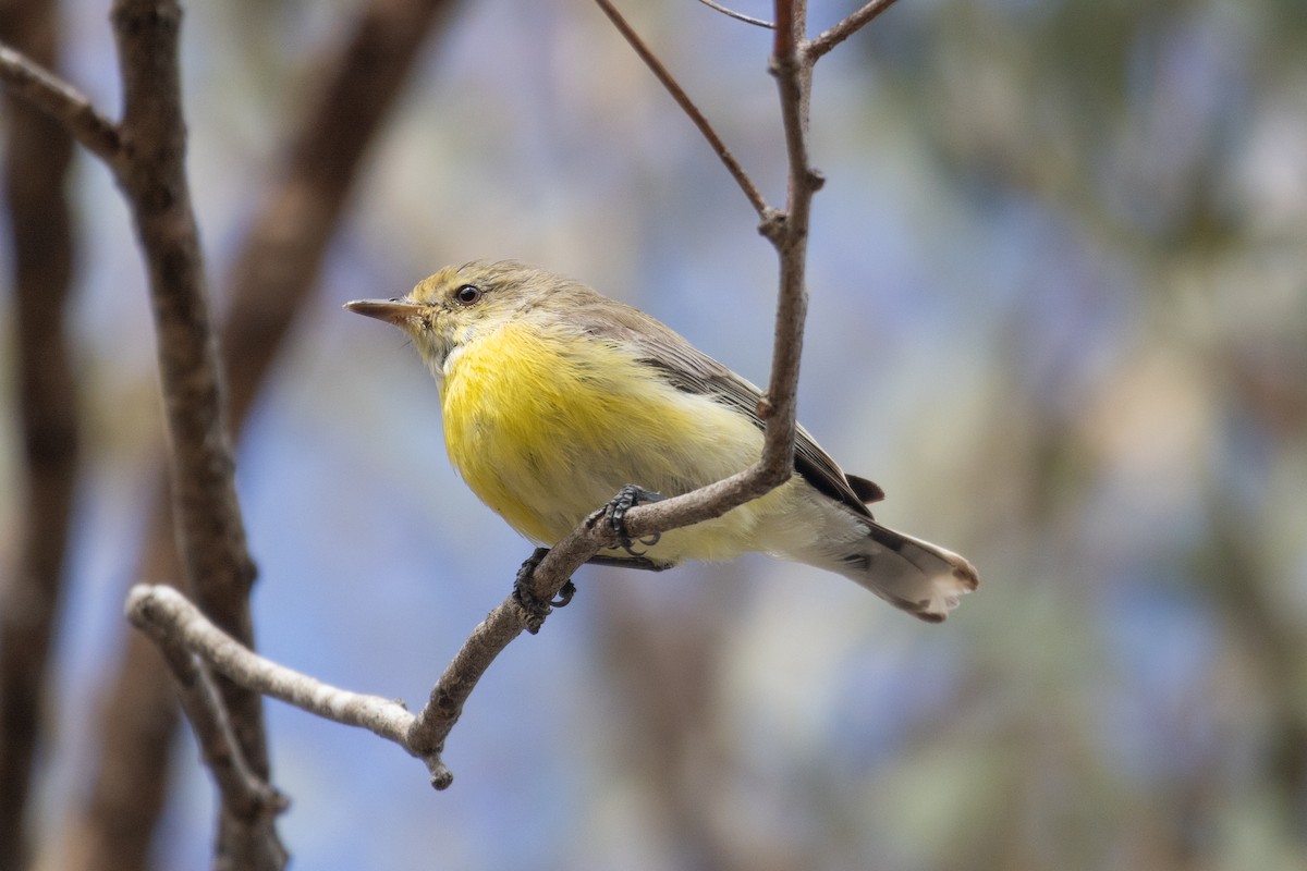 White-throated Gerygone - ML602196601