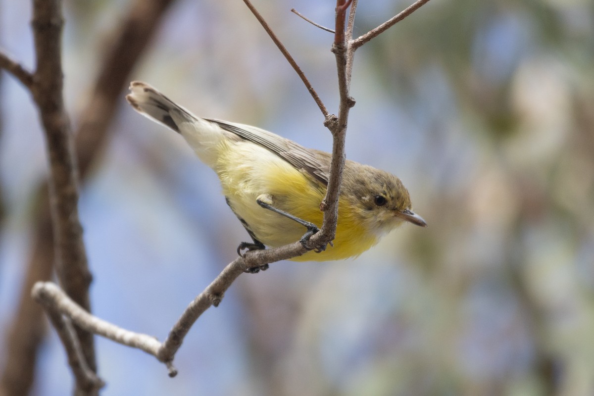 White-throated Gerygone - ML602196611