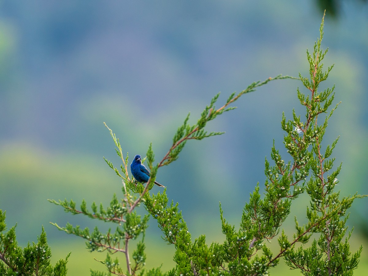 papežík indigový - ML602196651