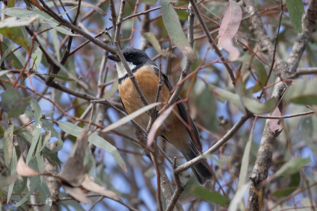 Rufous Whistler - ML602196681