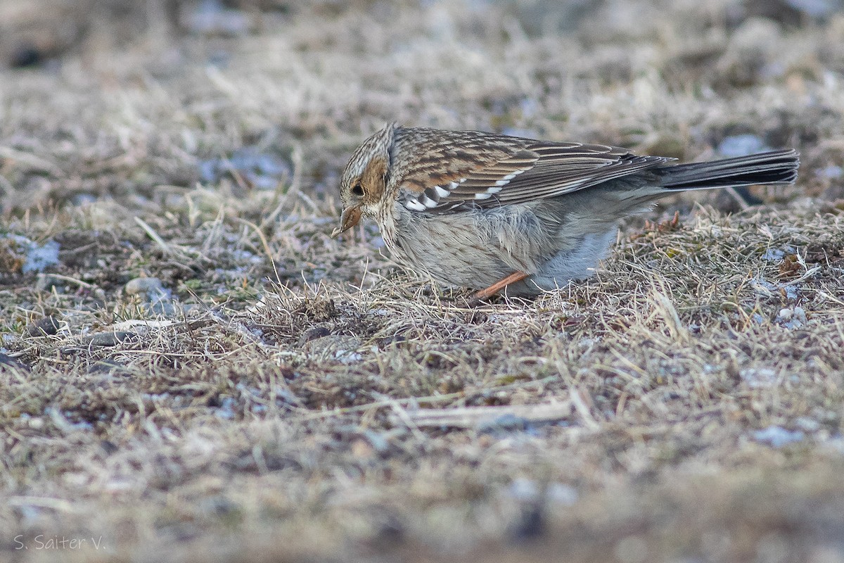 ムナグロヤマシトド（fruticeti／peruvianus） - ML602197151