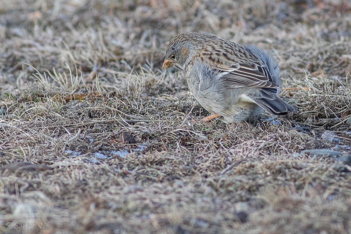 ムナグロヤマシトド（fruticeti／peruvianus） - ML602197161