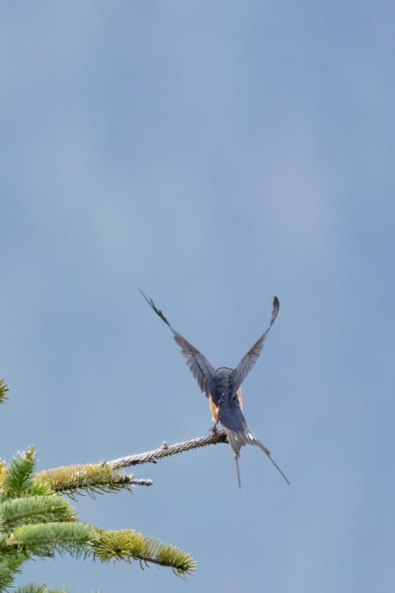 Barn Swallow - ML602197351