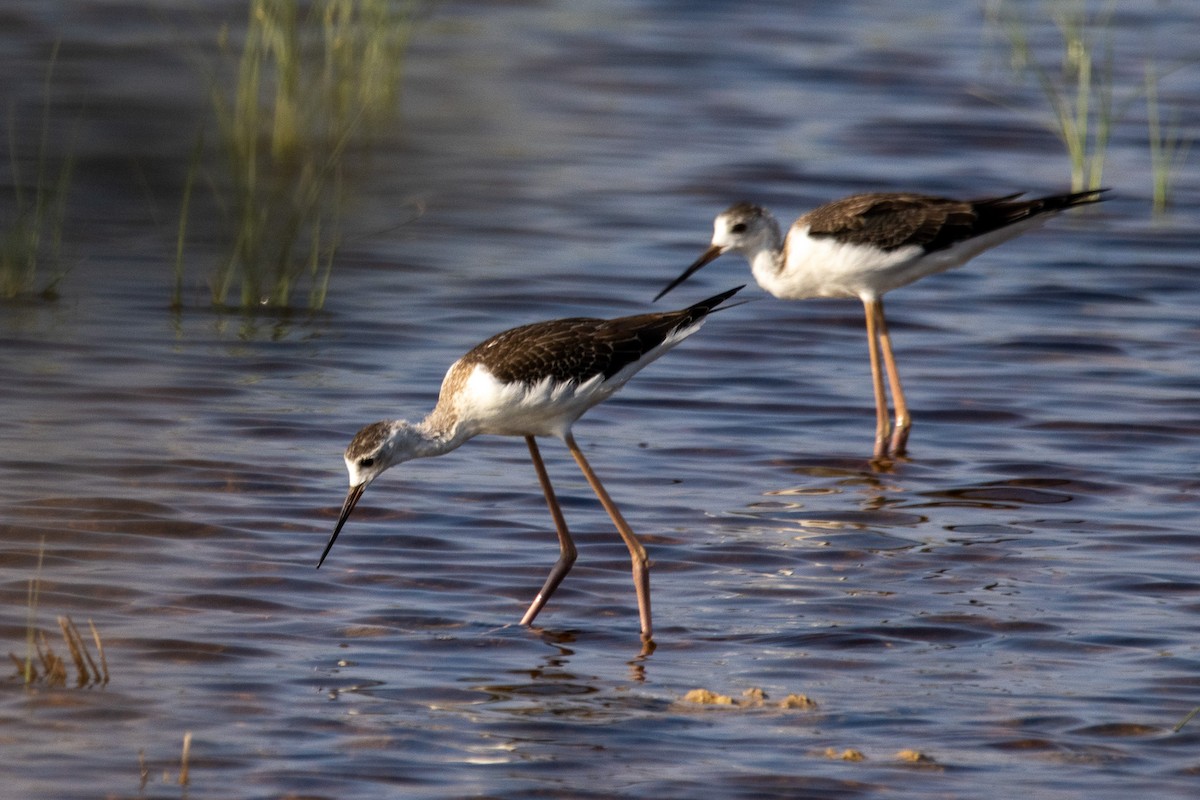 Black-winged Stilt - ML602197361