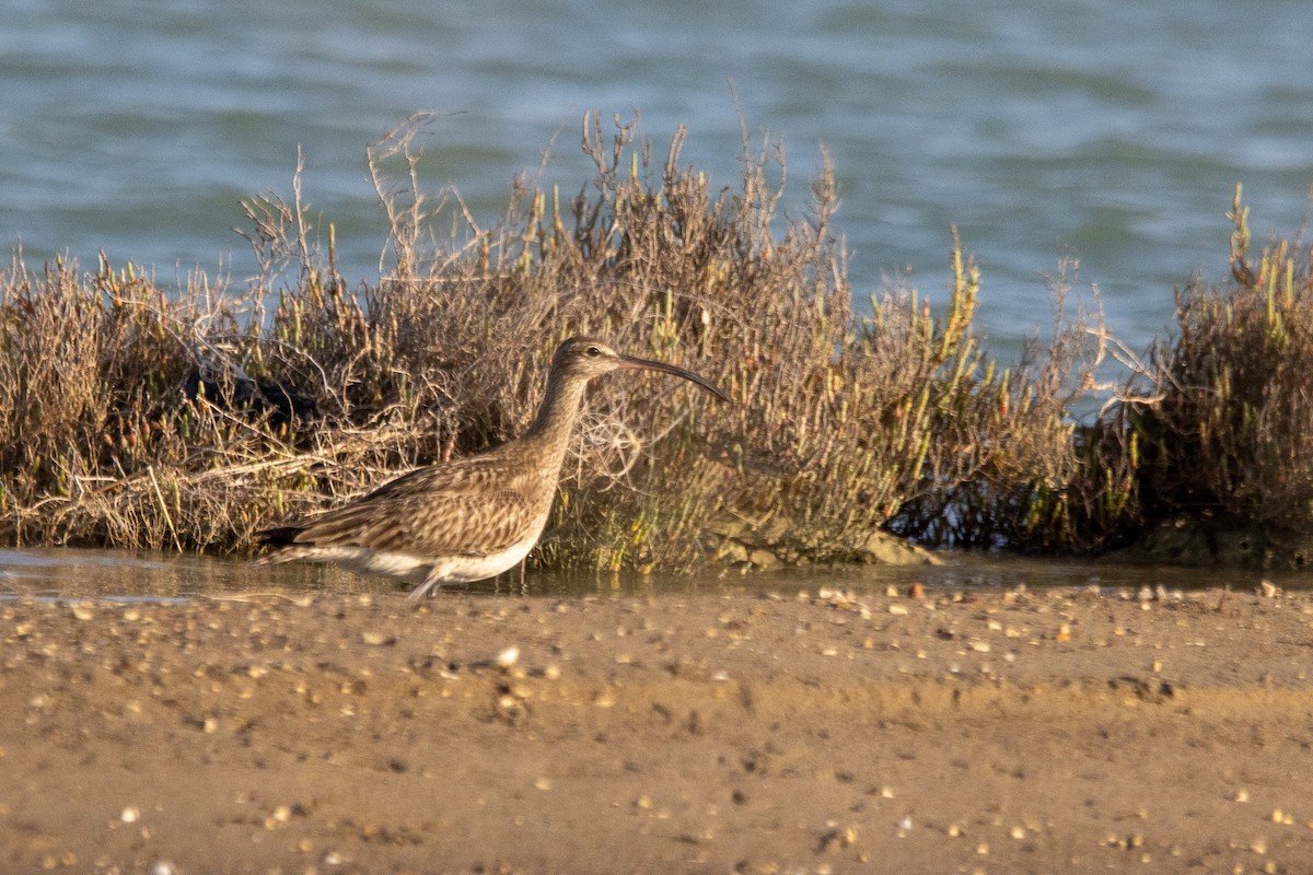 Whimbrel - ML602197471