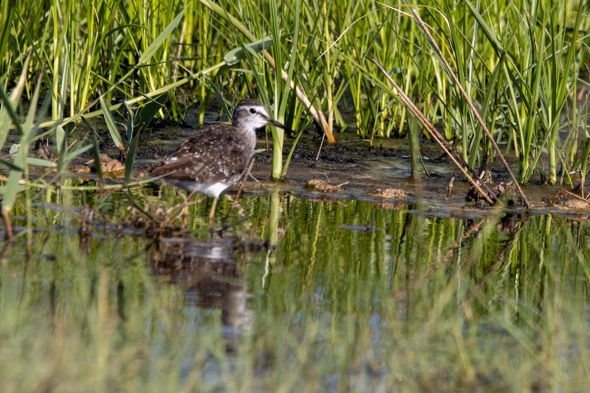 Wood Sandpiper - ML602197541