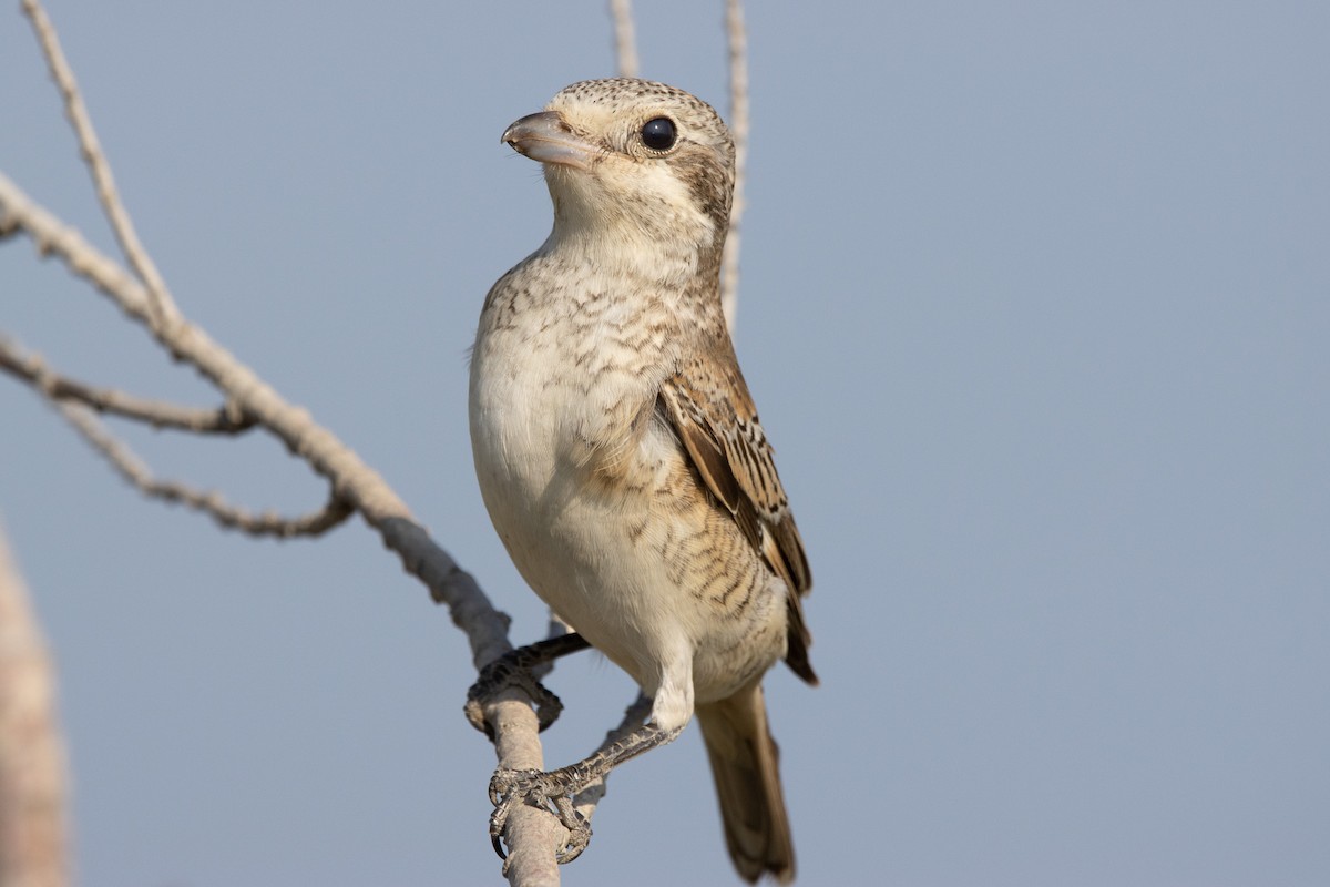 Red-backed Shrike - ML602197581