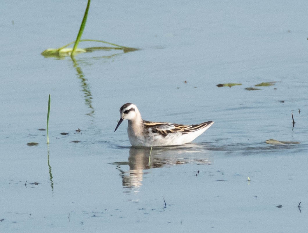 Red-necked Phalarope - ML602198491