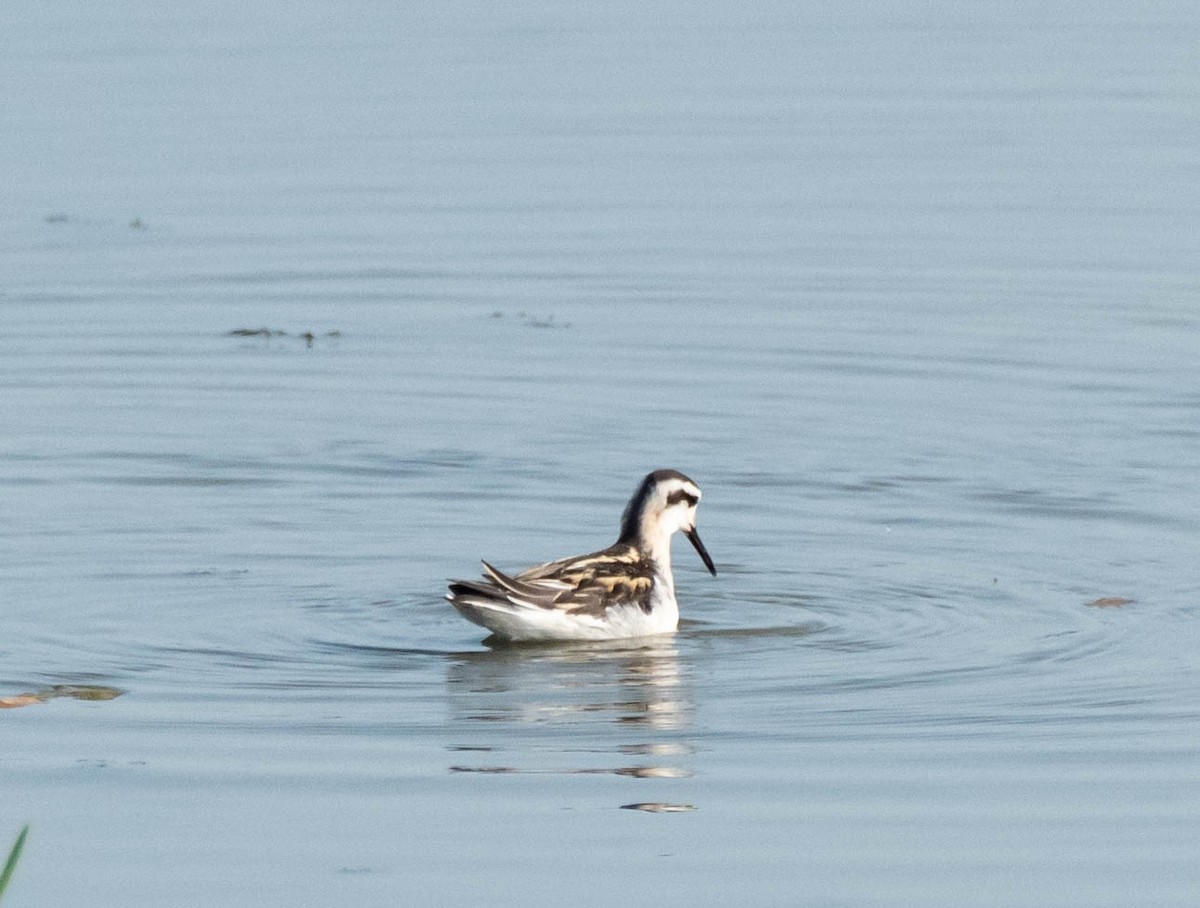 Red-necked Phalarope - ML602198531