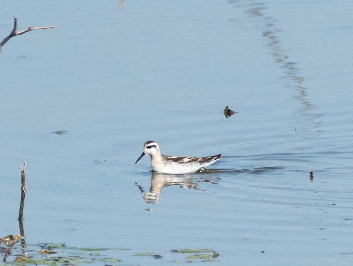 Red-necked Phalarope - ML602198621