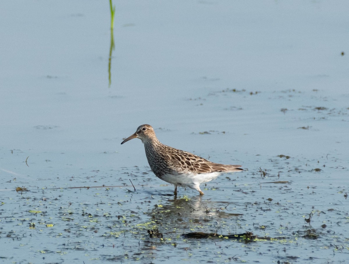 Pectoral Sandpiper - ML602198661