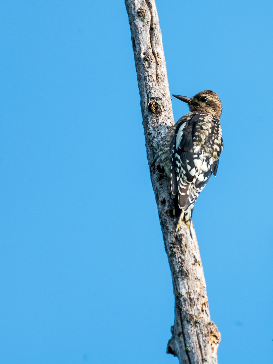 datel rudohrdlý - ML602198731