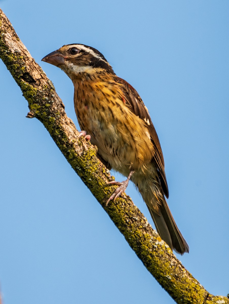 dlaskovec růžovoprsý - ML602199011