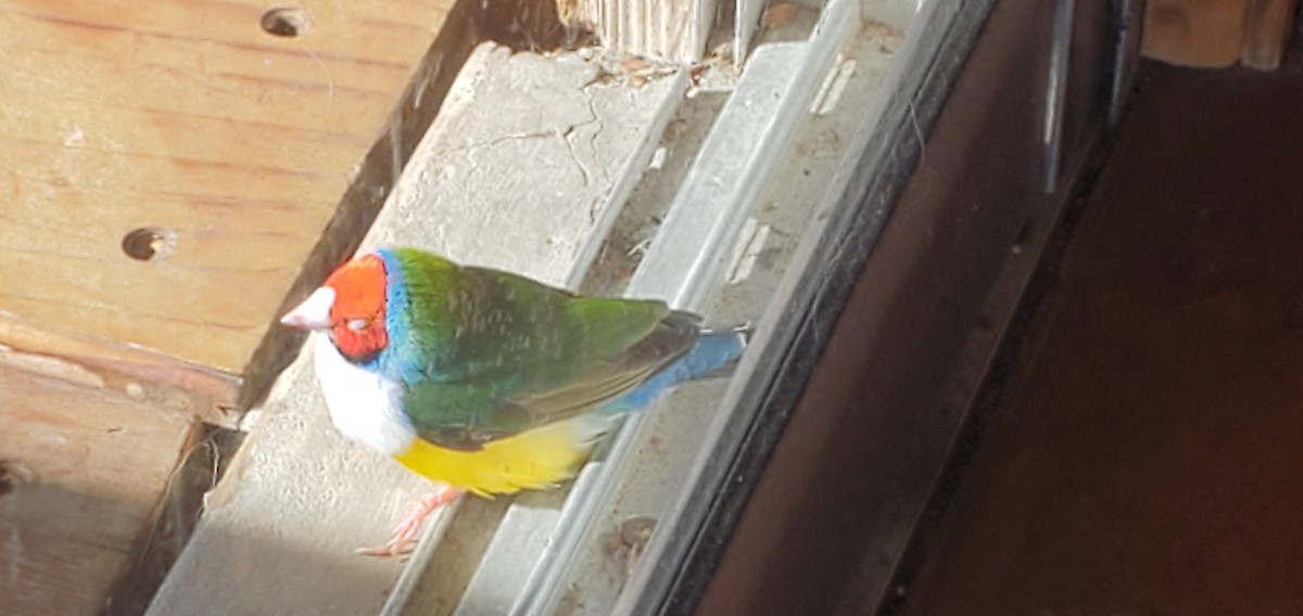 Gouldian Finch - ML602199051