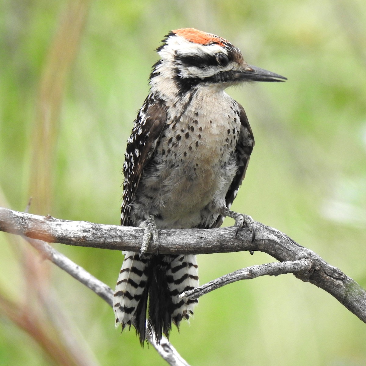 Ladder-backed Woodpecker - ML602199161