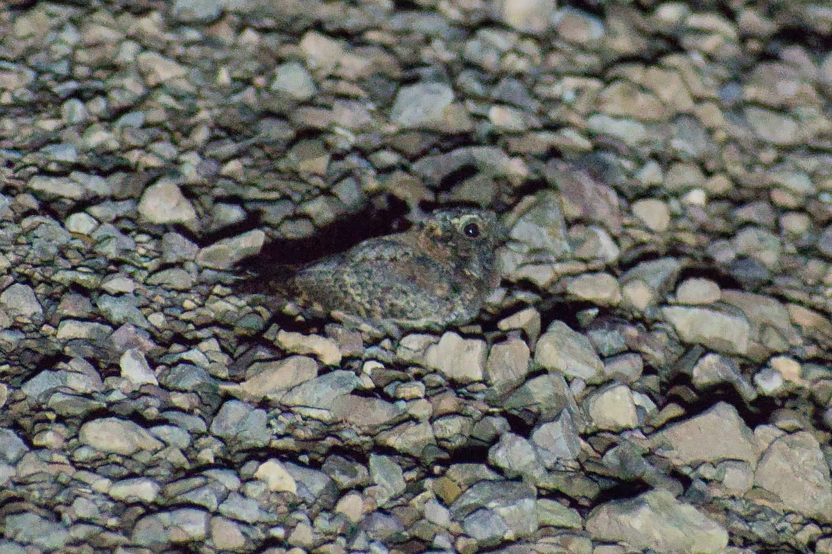 Common Poorwill - ML602199501