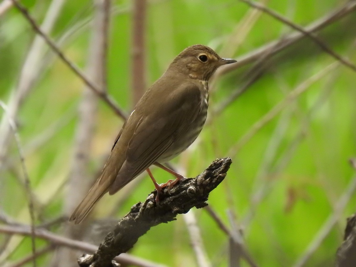 Swainson's Thrush - ML602200091
