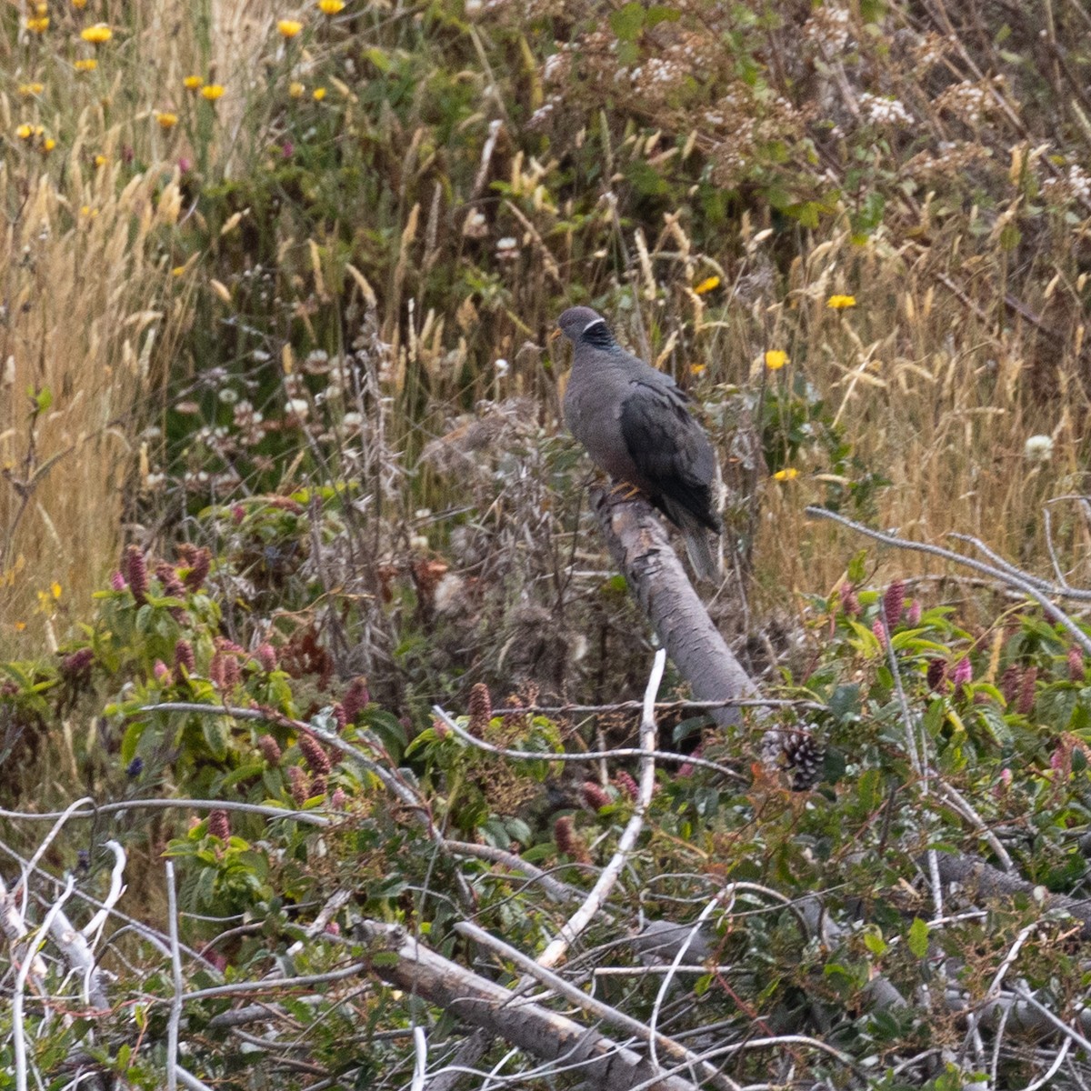 Band-tailed Pigeon - ML602200461