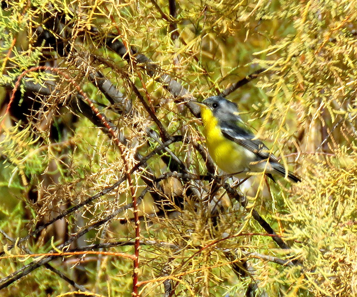 Tropical Parula - ML60220091