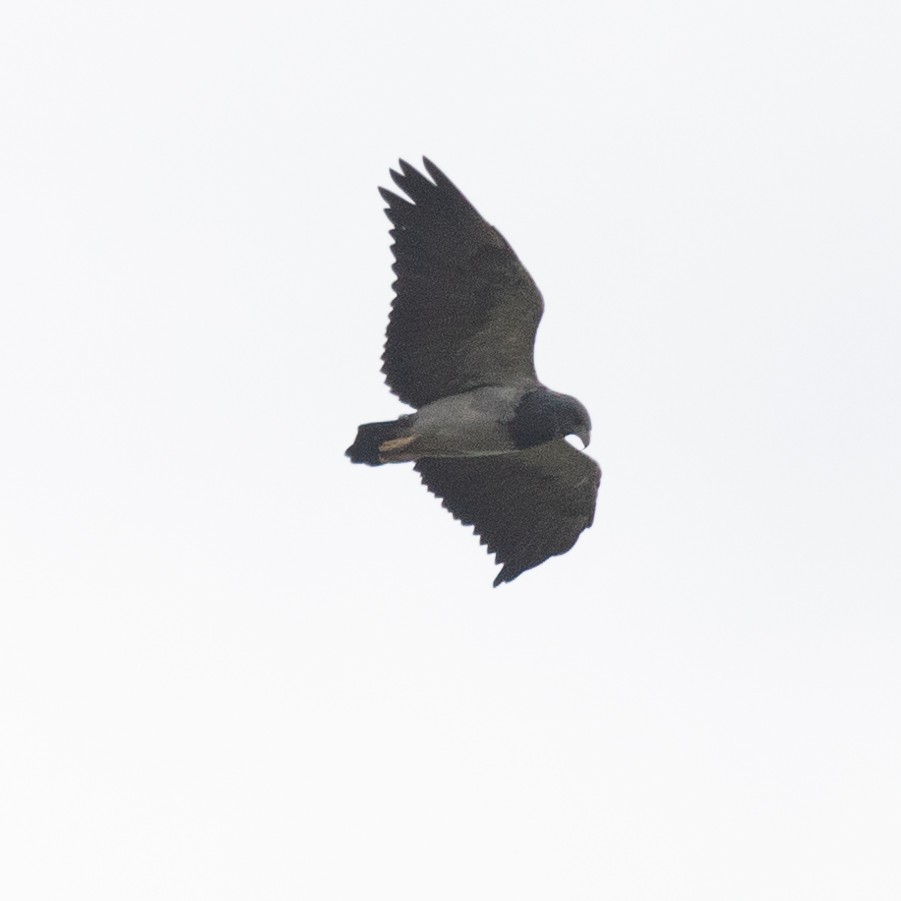 Black-chested Buzzard-Eagle - ML602201191