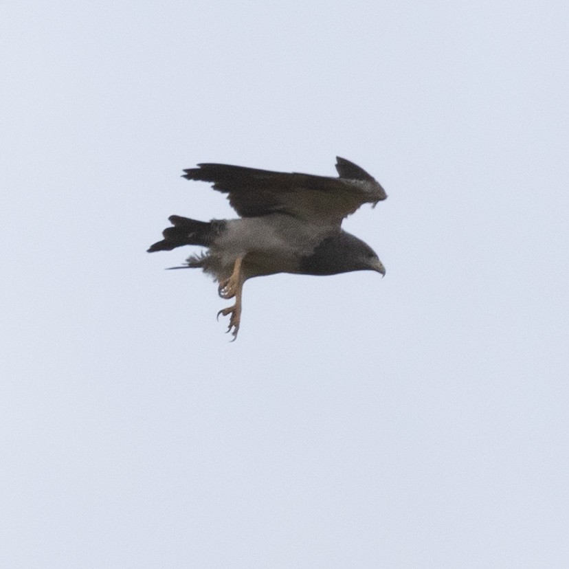 Black-chested Buzzard-Eagle - ML602201211