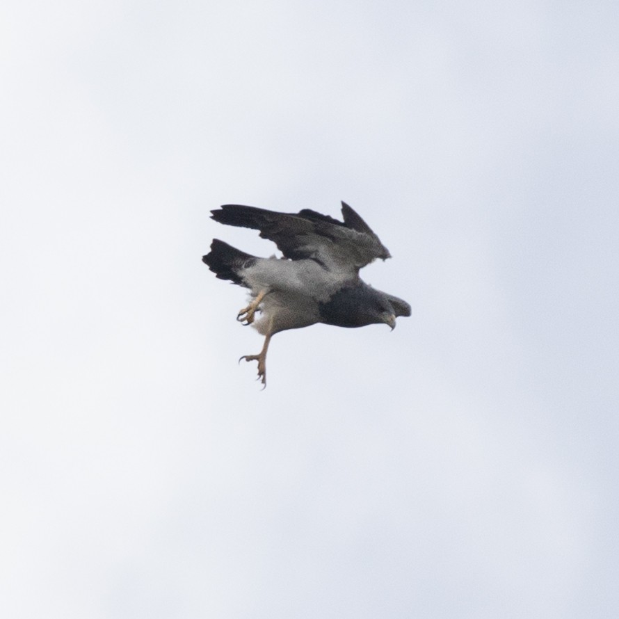 Black-chested Buzzard-Eagle - ML602201221