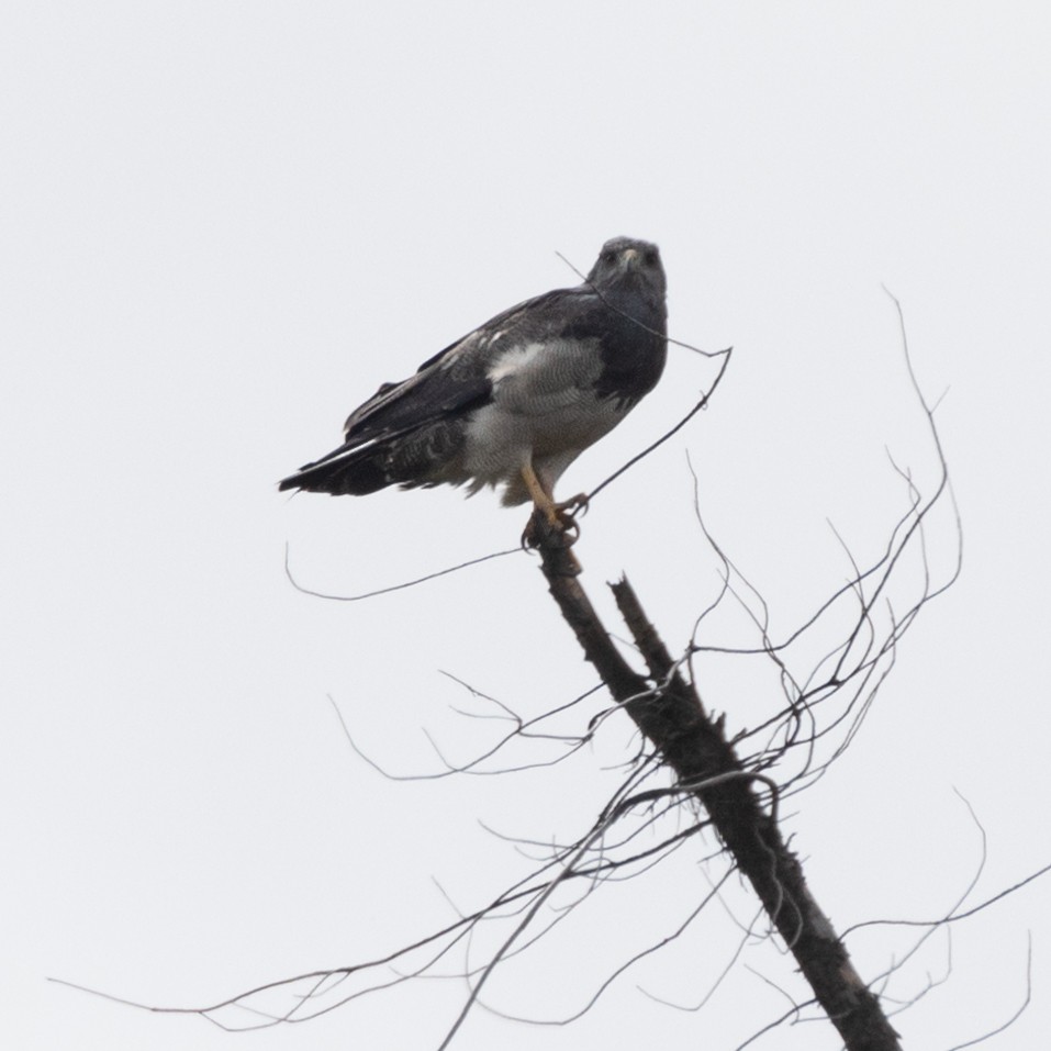 Black-chested Buzzard-Eagle - ML602201231