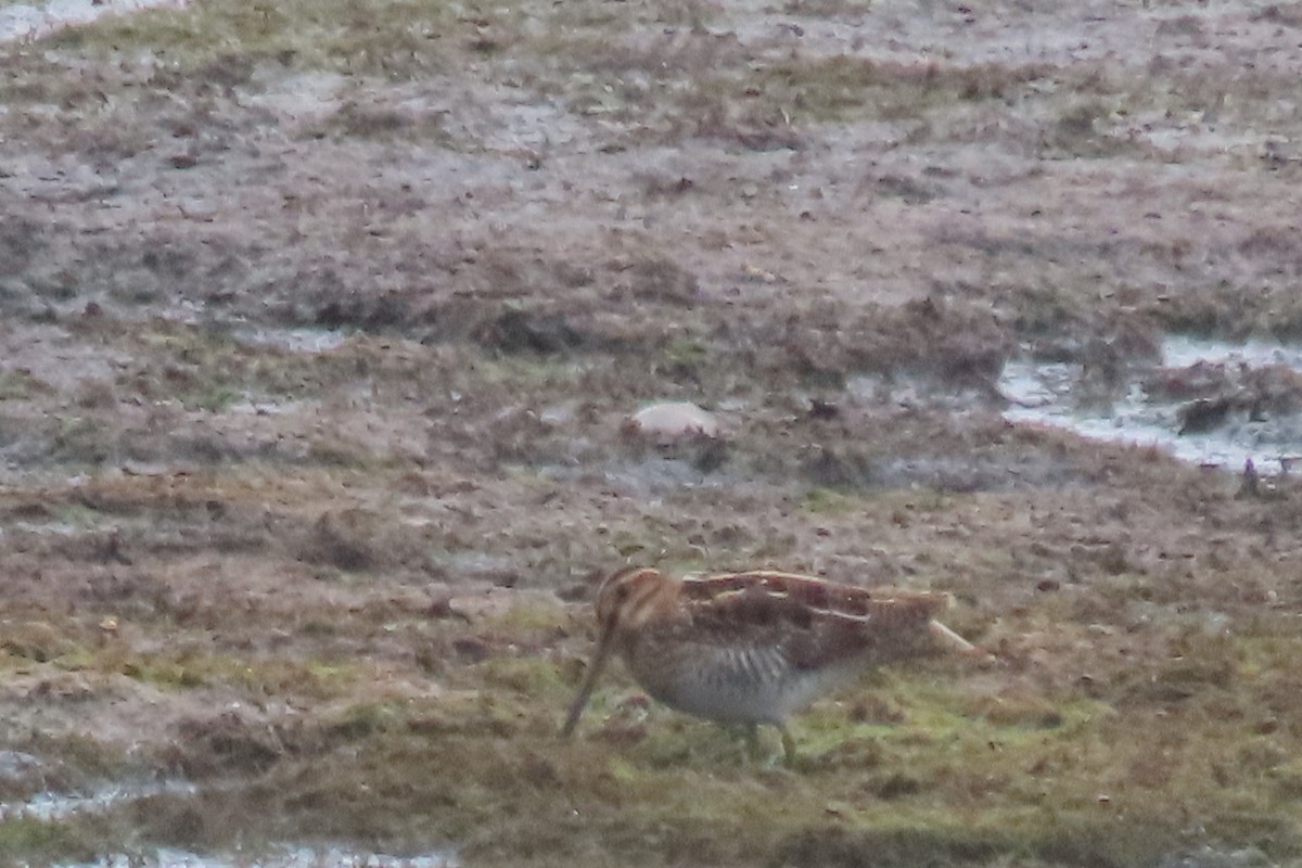 Wilson's Snipe - David Taylor