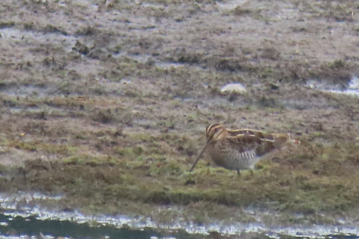 Wilson's Snipe - ML602201351
