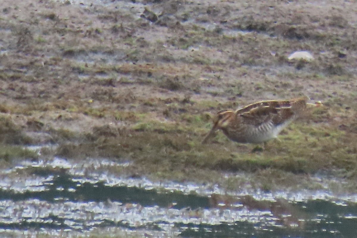 Wilson's Snipe - ML602201371