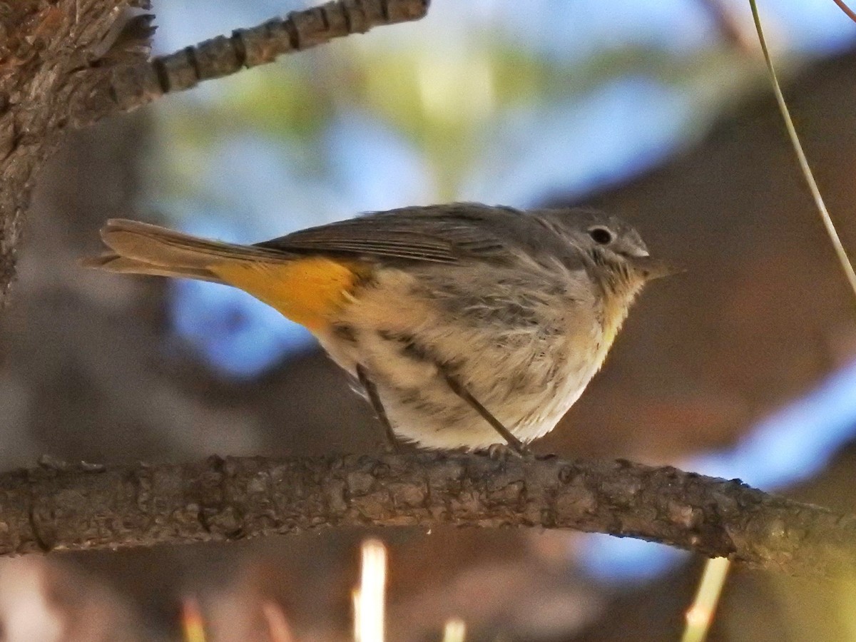 Virginia's Warbler - ML602201521