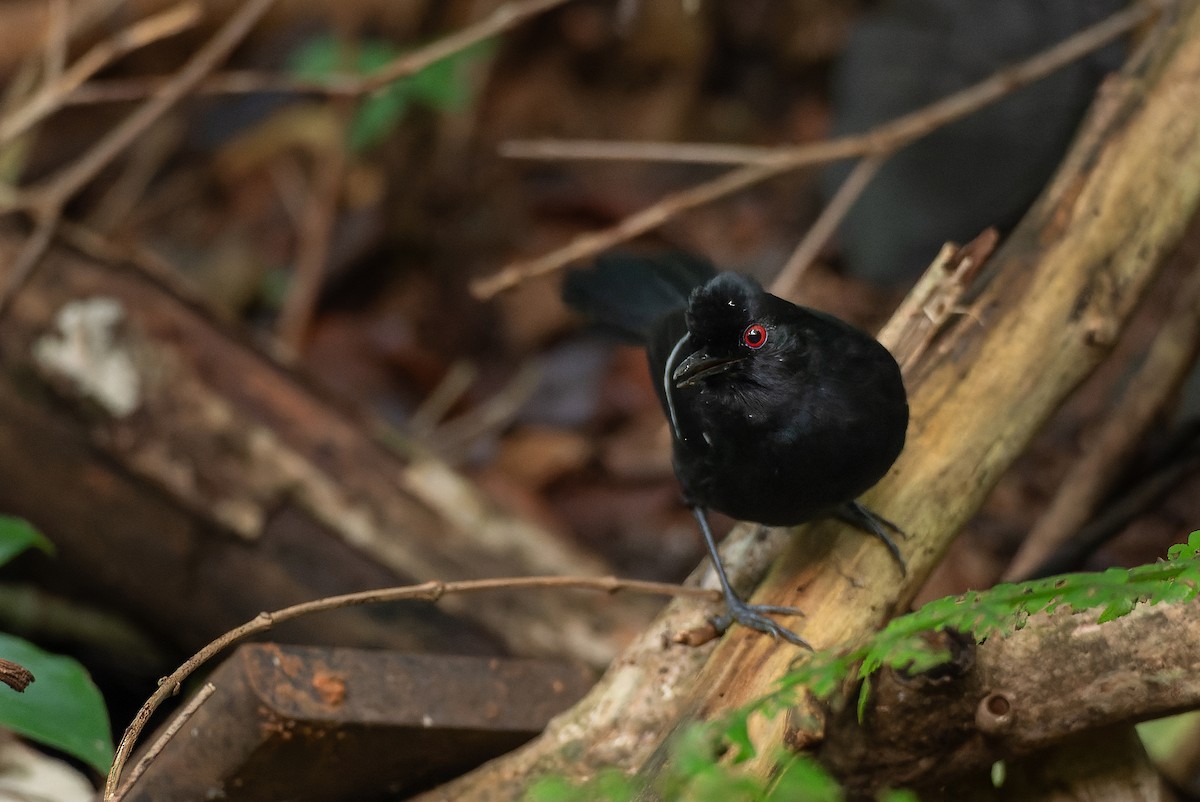 White-shouldered Fire-eye - LUCIANO BERNARDES