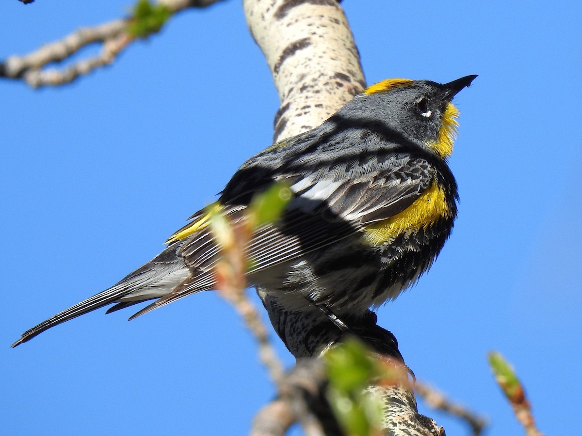 Yellow-rumped Warbler (Audubon's) - ML602202581