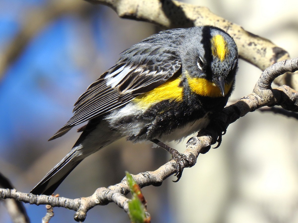 Yellow-rumped Warbler (Audubon's) - ML602202721