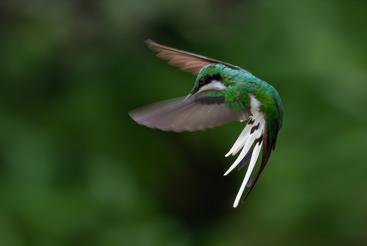 Black-eared Fairy - ML602203541