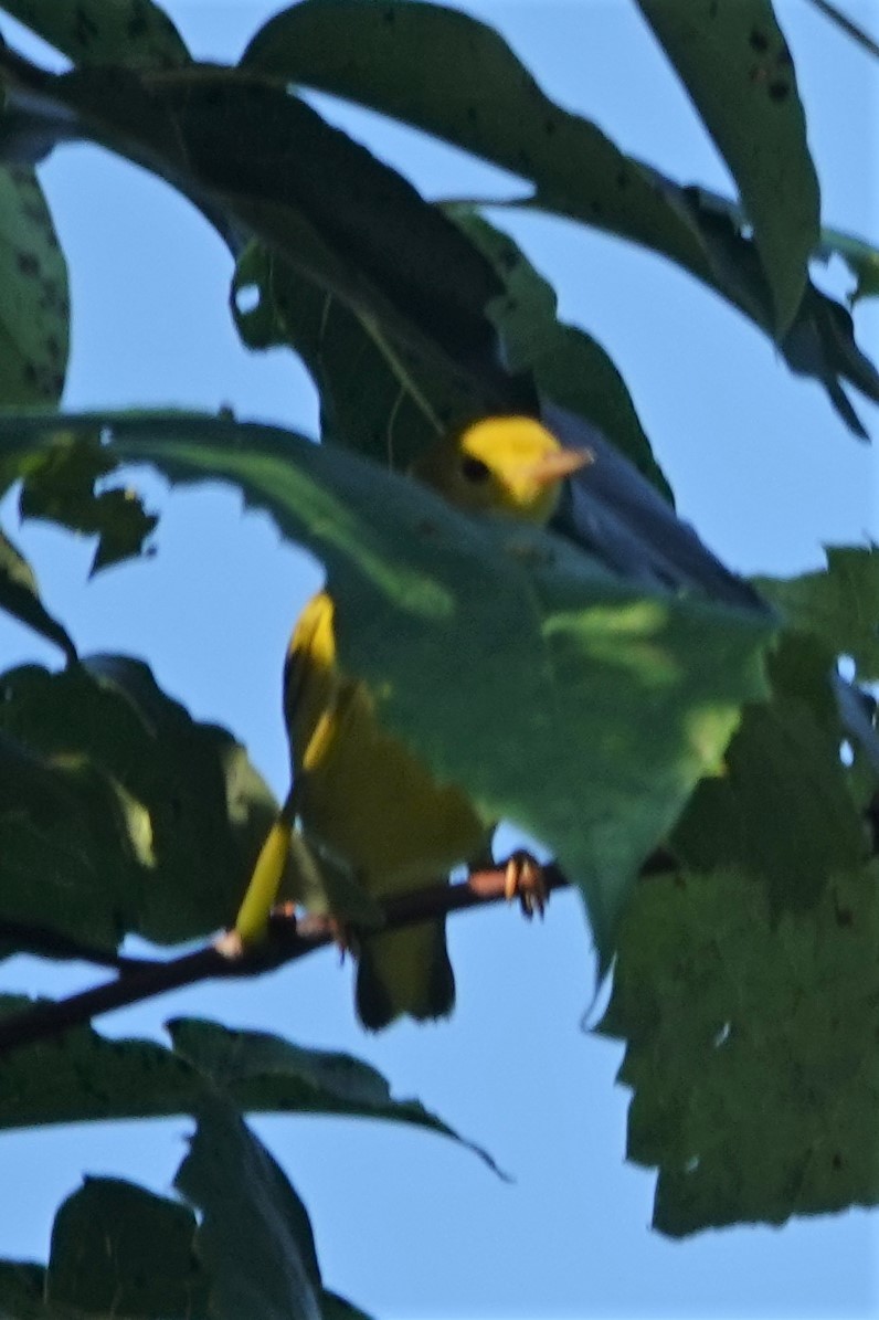 Yellow Warbler - ML602203571