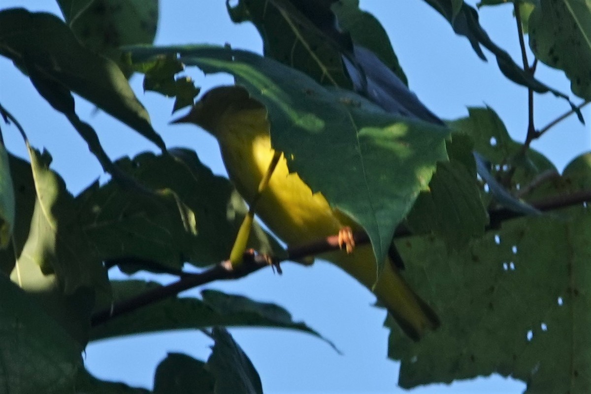 Yellow Warbler - ML602203601