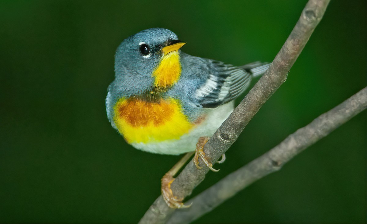 Northern Parula - Mark Chappell