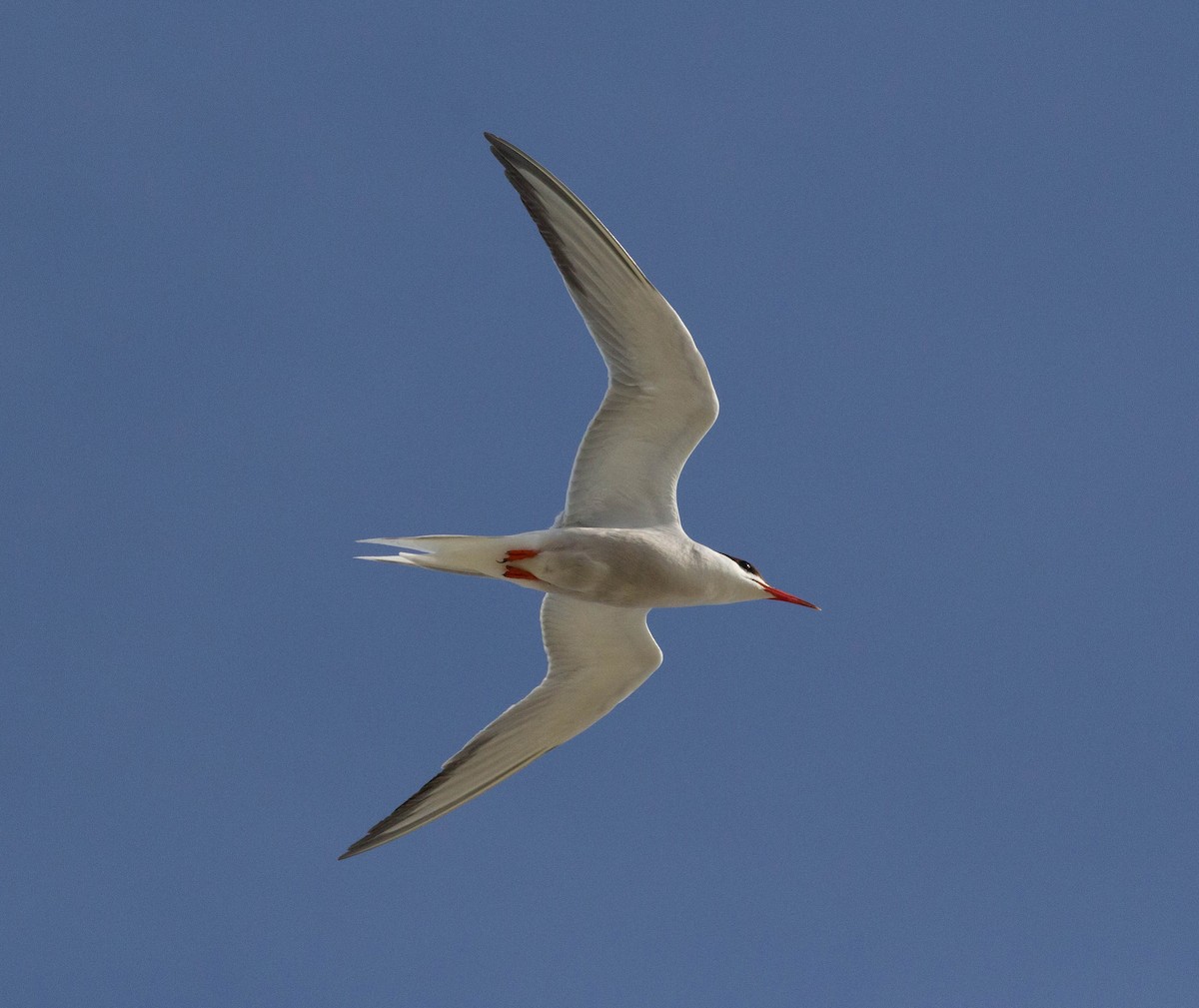 Common Tern - ML602205231