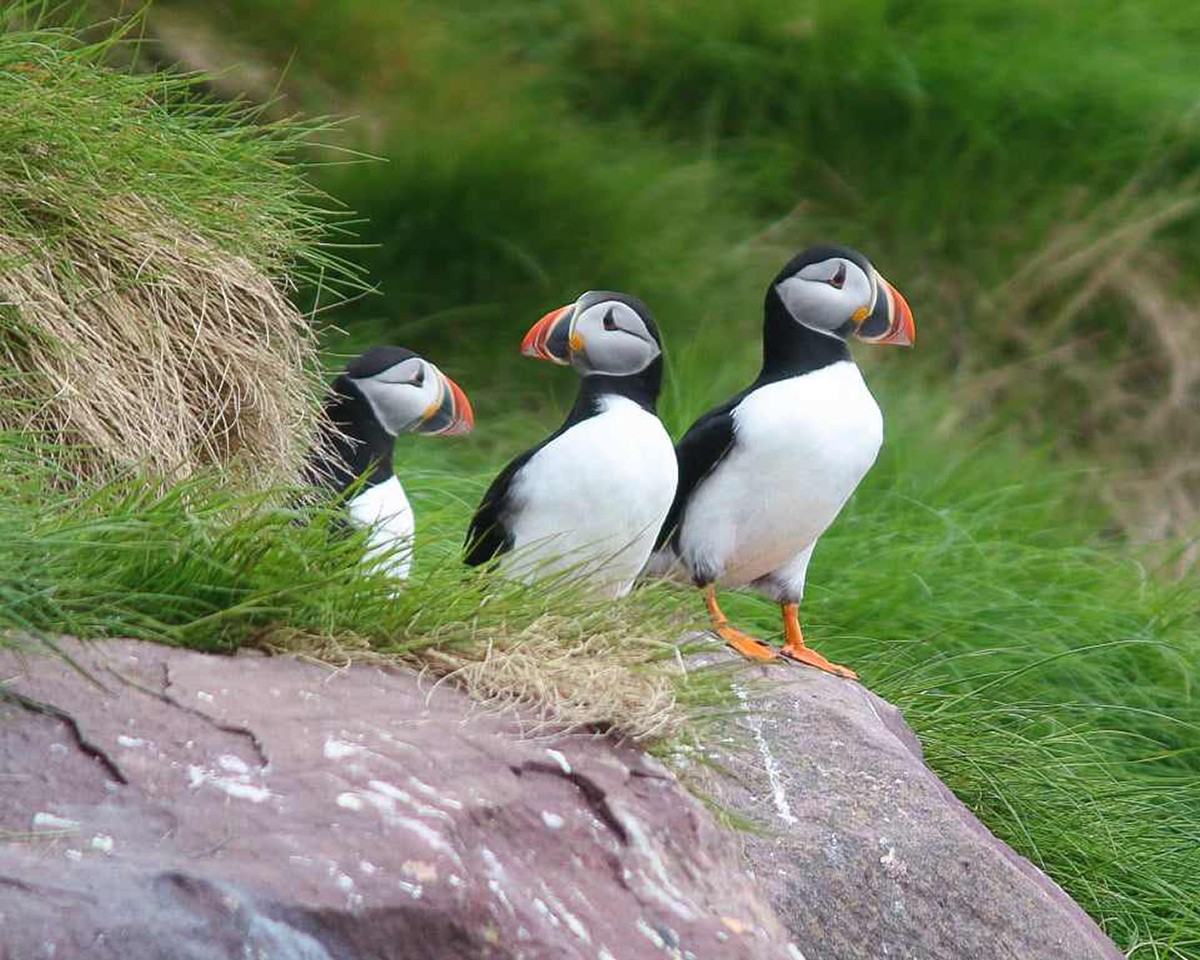 Atlantic Puffin - ML602205291