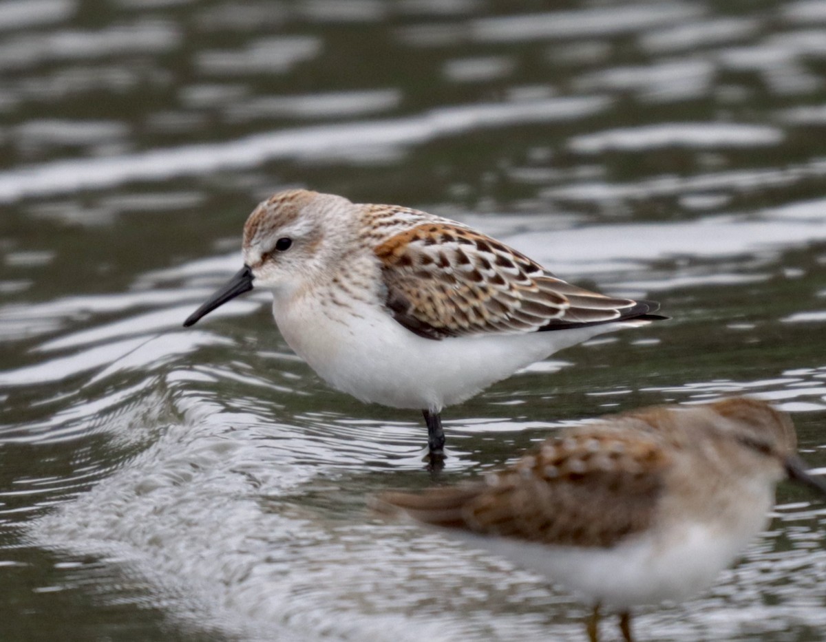 Western Sandpiper - James Lukenda