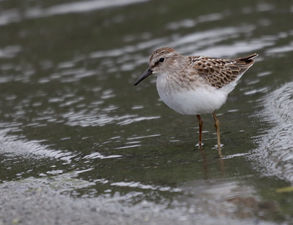 Least Sandpiper - James Lukenda