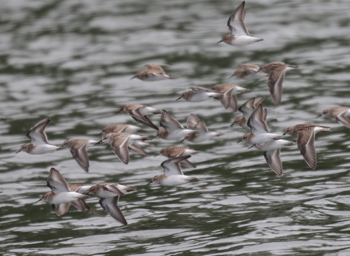 Least Sandpiper - James Lukenda