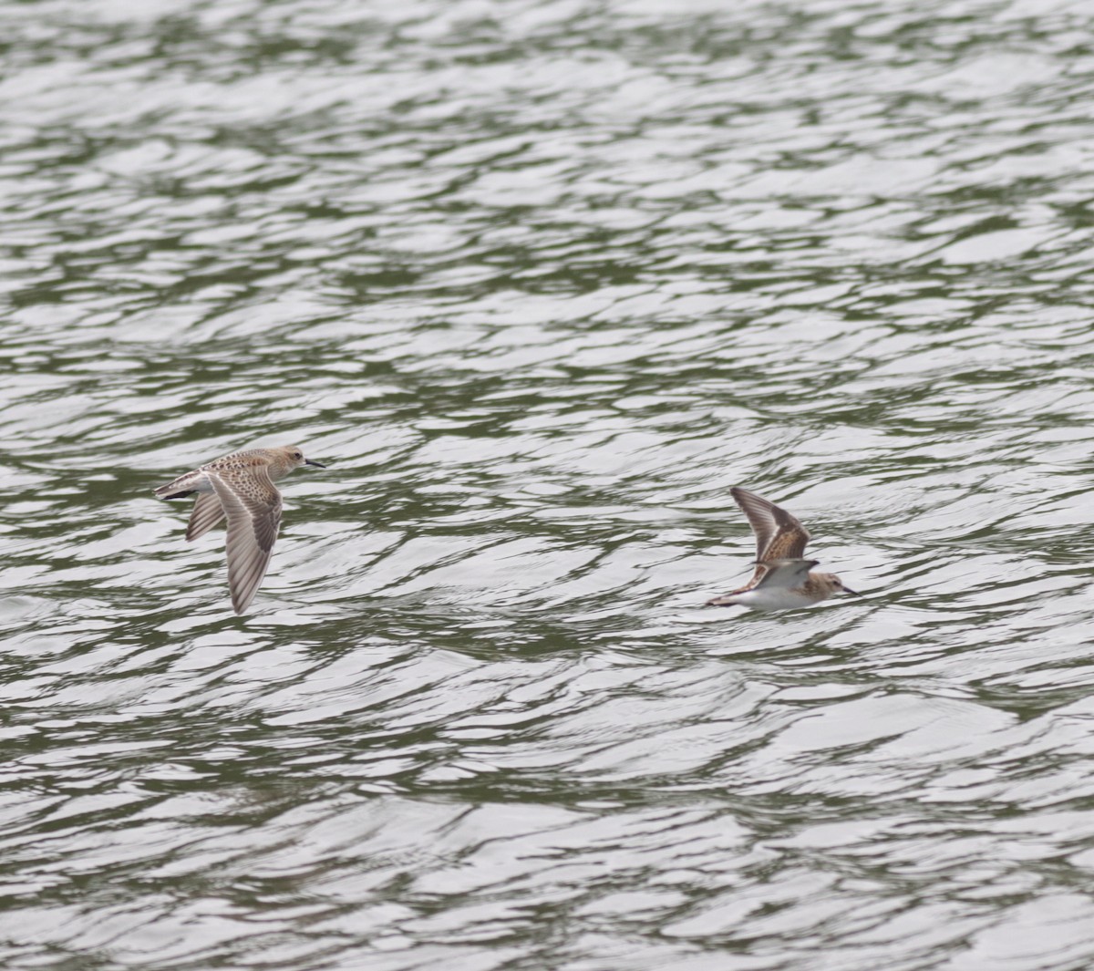 Baird's Sandpiper - James Lukenda