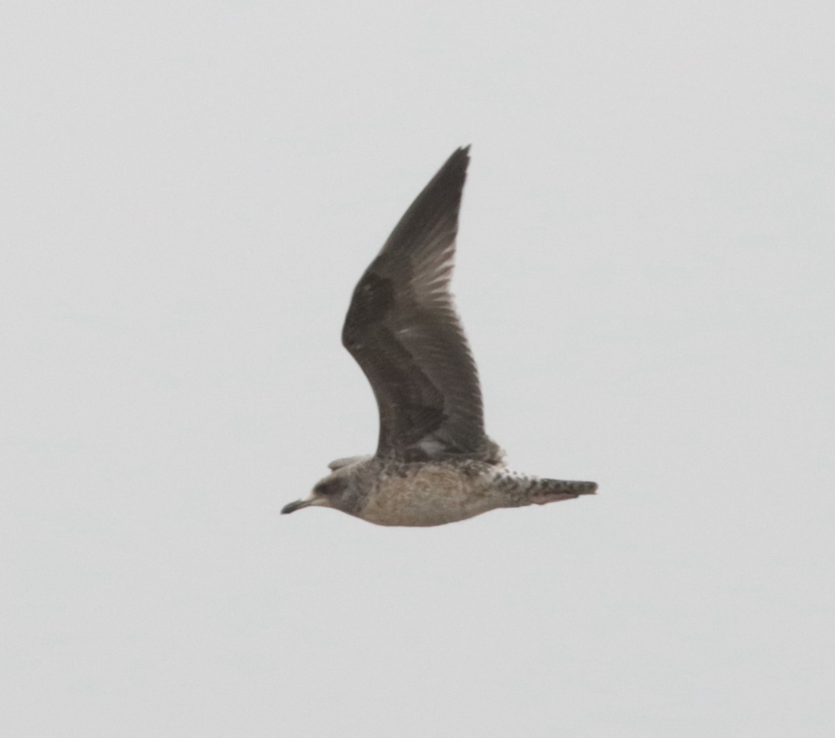 California Gull - James Lukenda