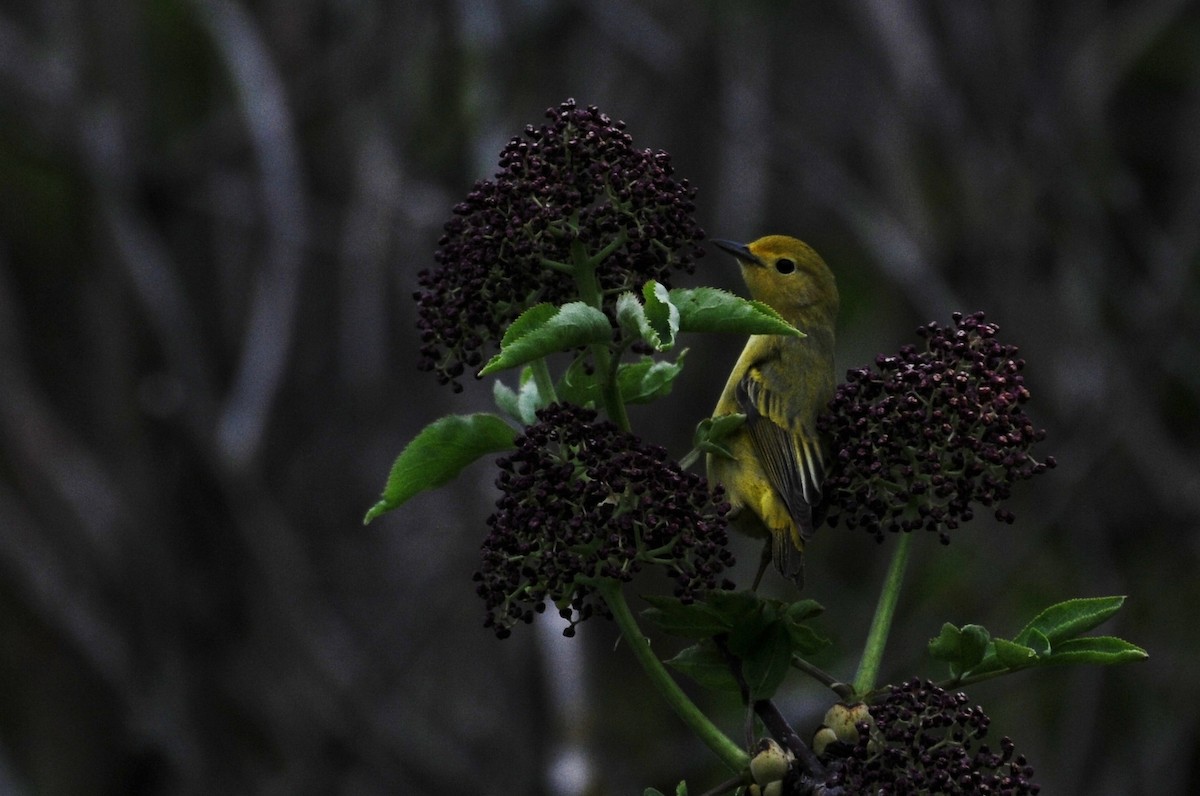 Yellow Warbler (Northern) - ML60220731