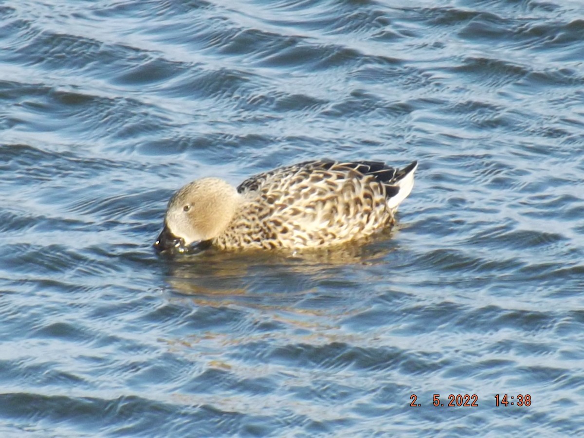 Yellow-billed Teal - ML602207751